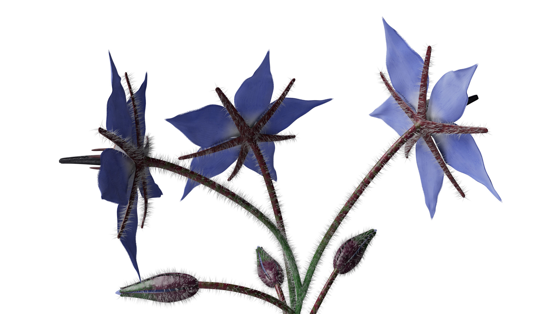 Borage Flower preview image 5